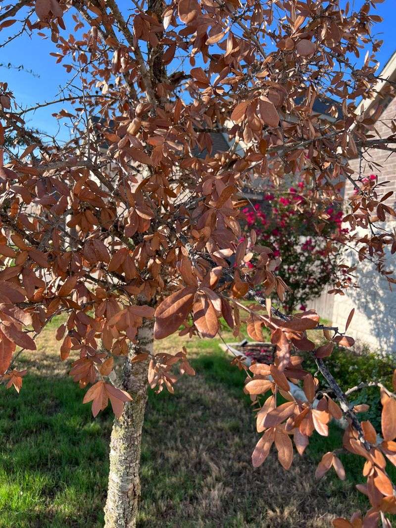 Signs Trees Are Stressed From Lack Of Moisture