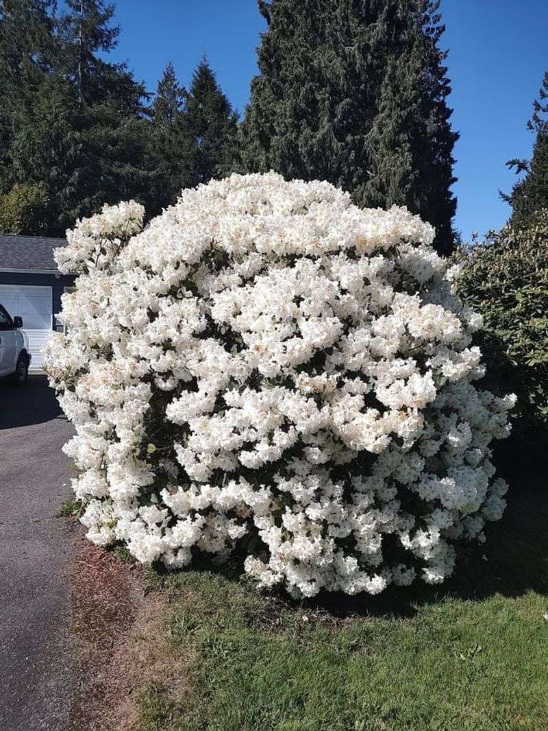 White Rhododendron