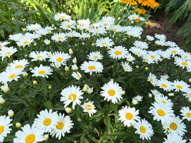 Shasta Daisies