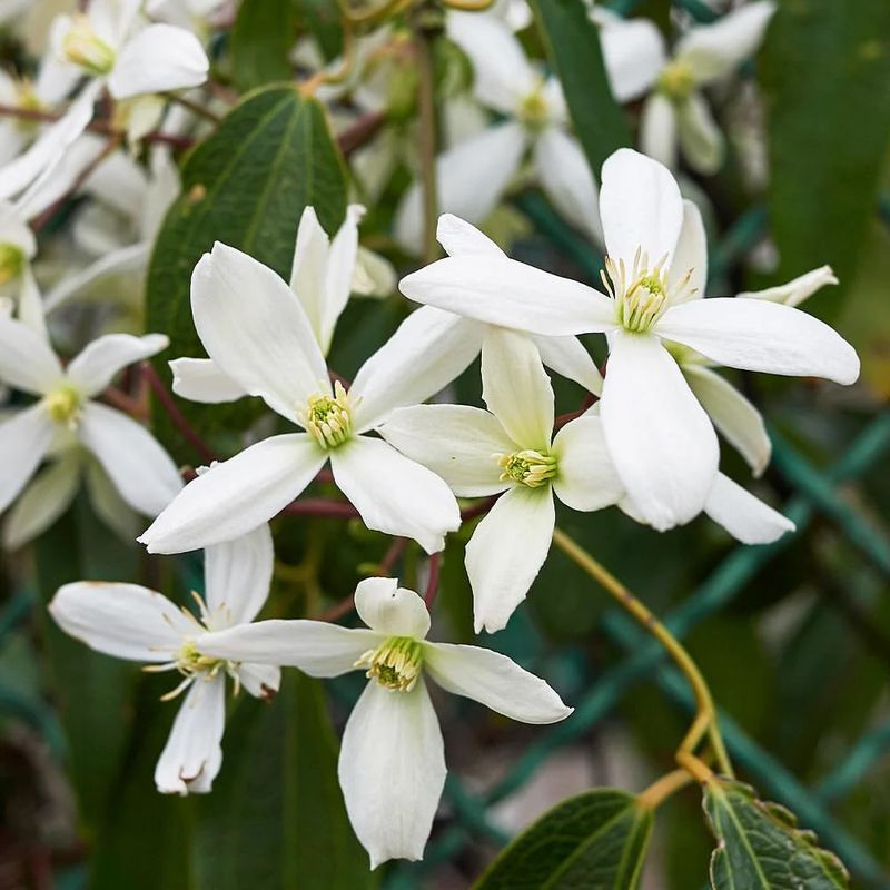 White Clematis