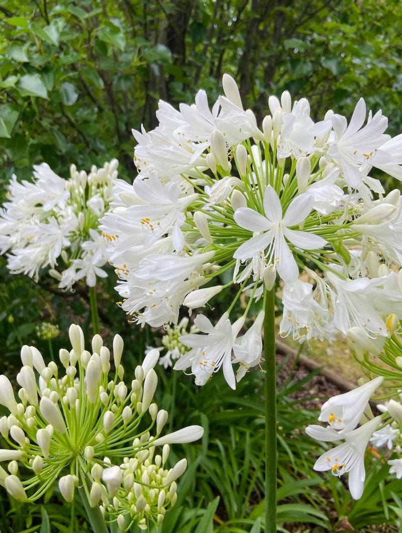 White Agapanthus