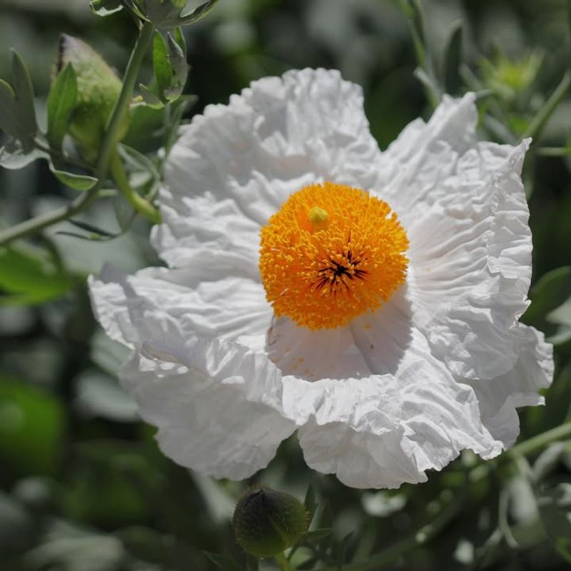 White Matilija Poppy