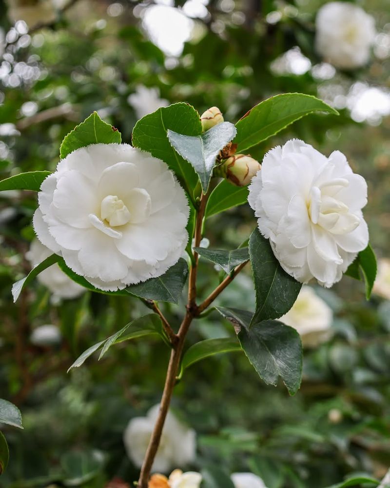 White Camellia