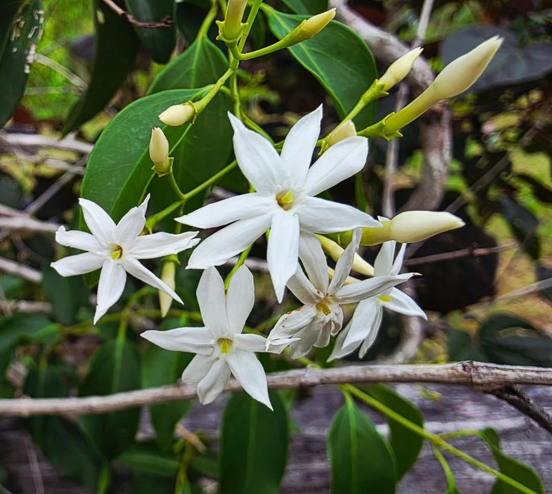 White Jasmine