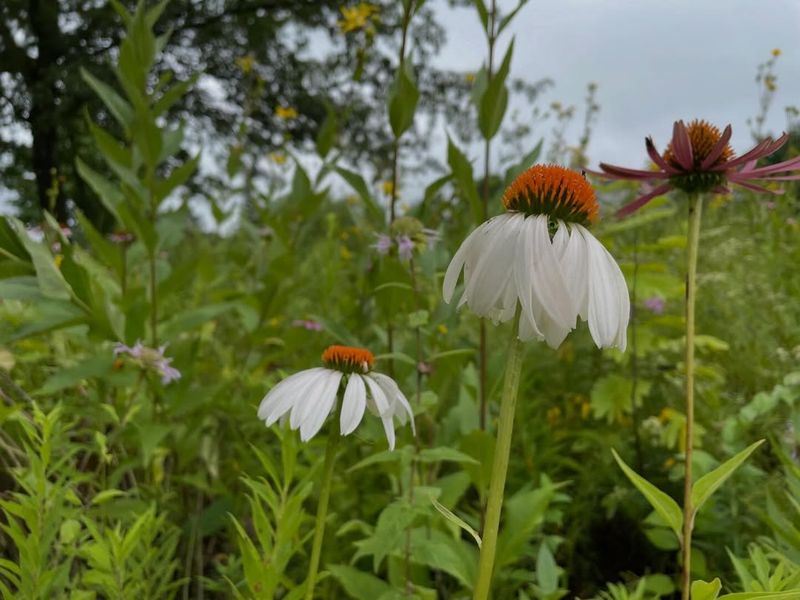 White Coneflowers