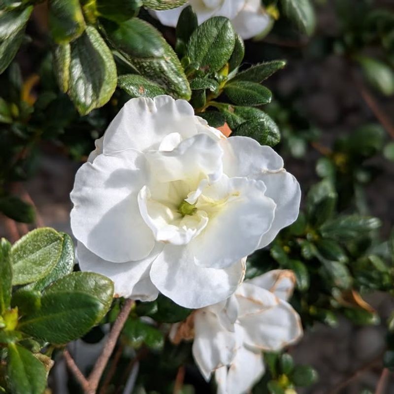 White Azalea