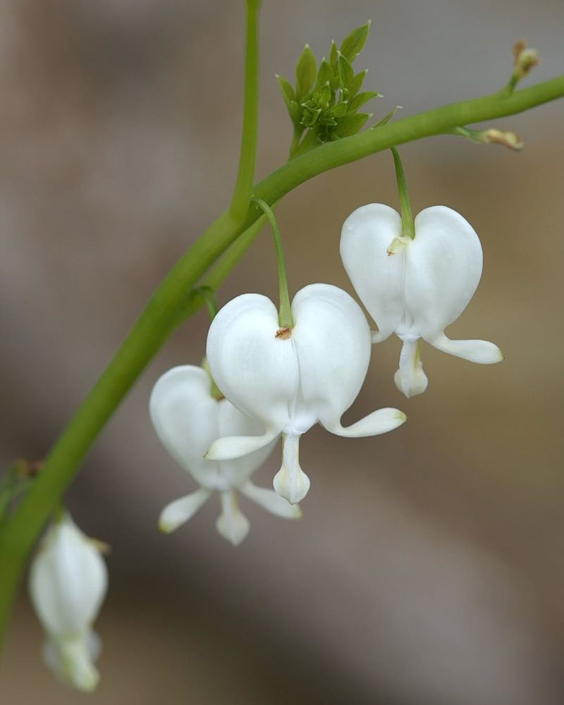 White Bleeding Heart