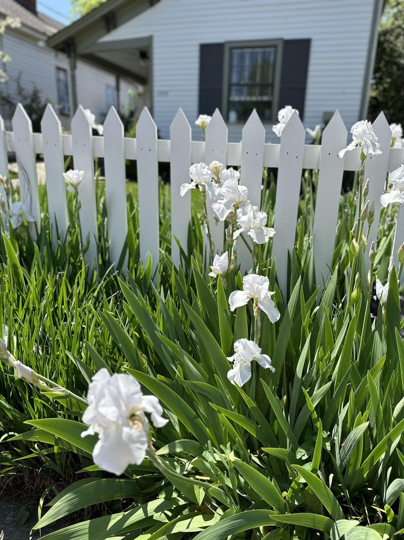 White Iris
