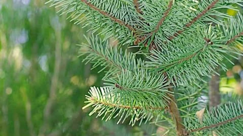 Douglas Fir (Pseudotsuga Menziesii, Not A True Fir But Commonly Planted)