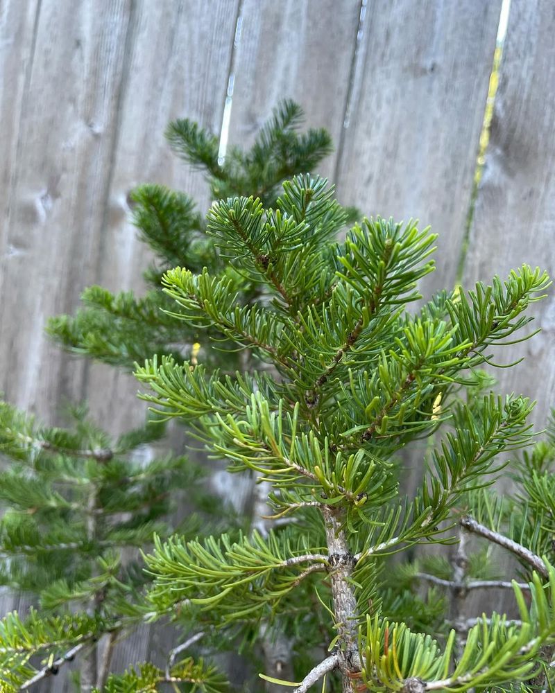 Subalpine Fir