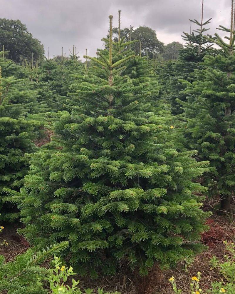 Nordmann Fir