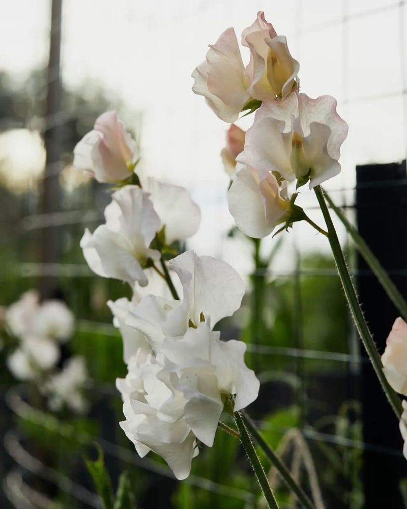 White Clematis with White Sweet Peas