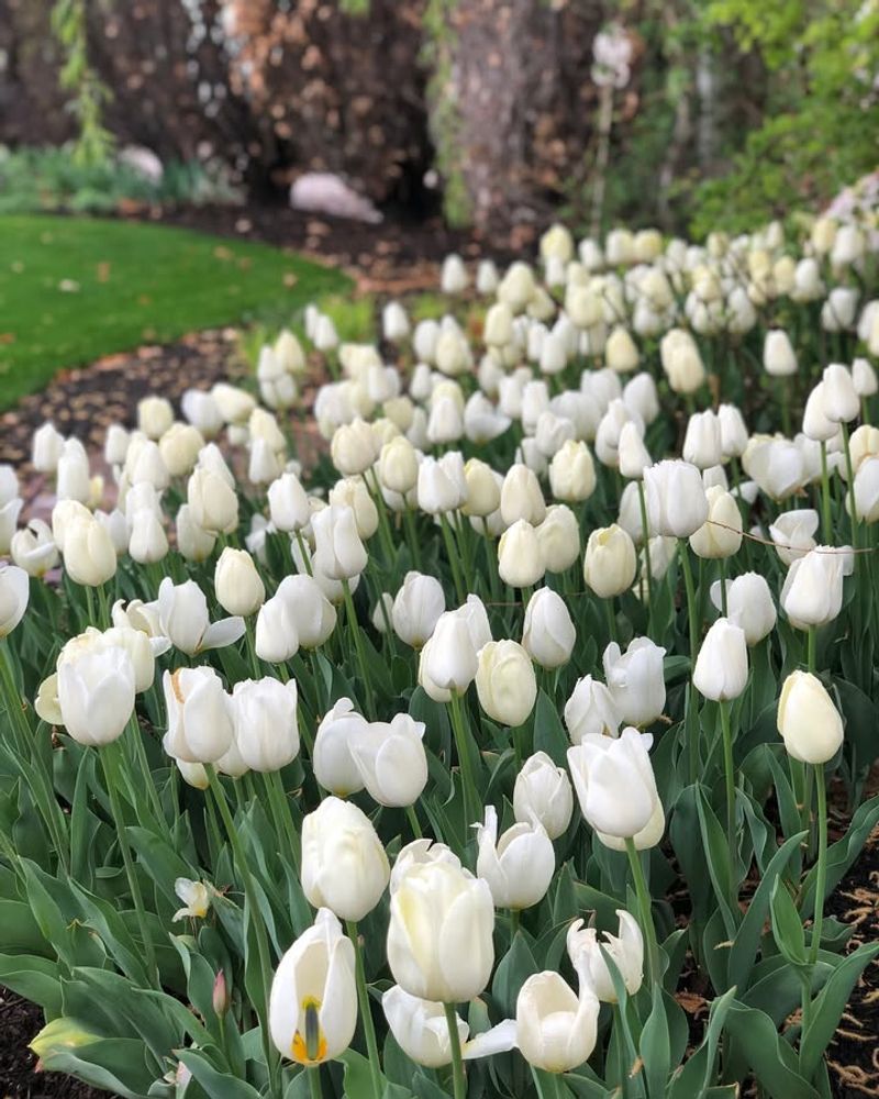 White Tulips