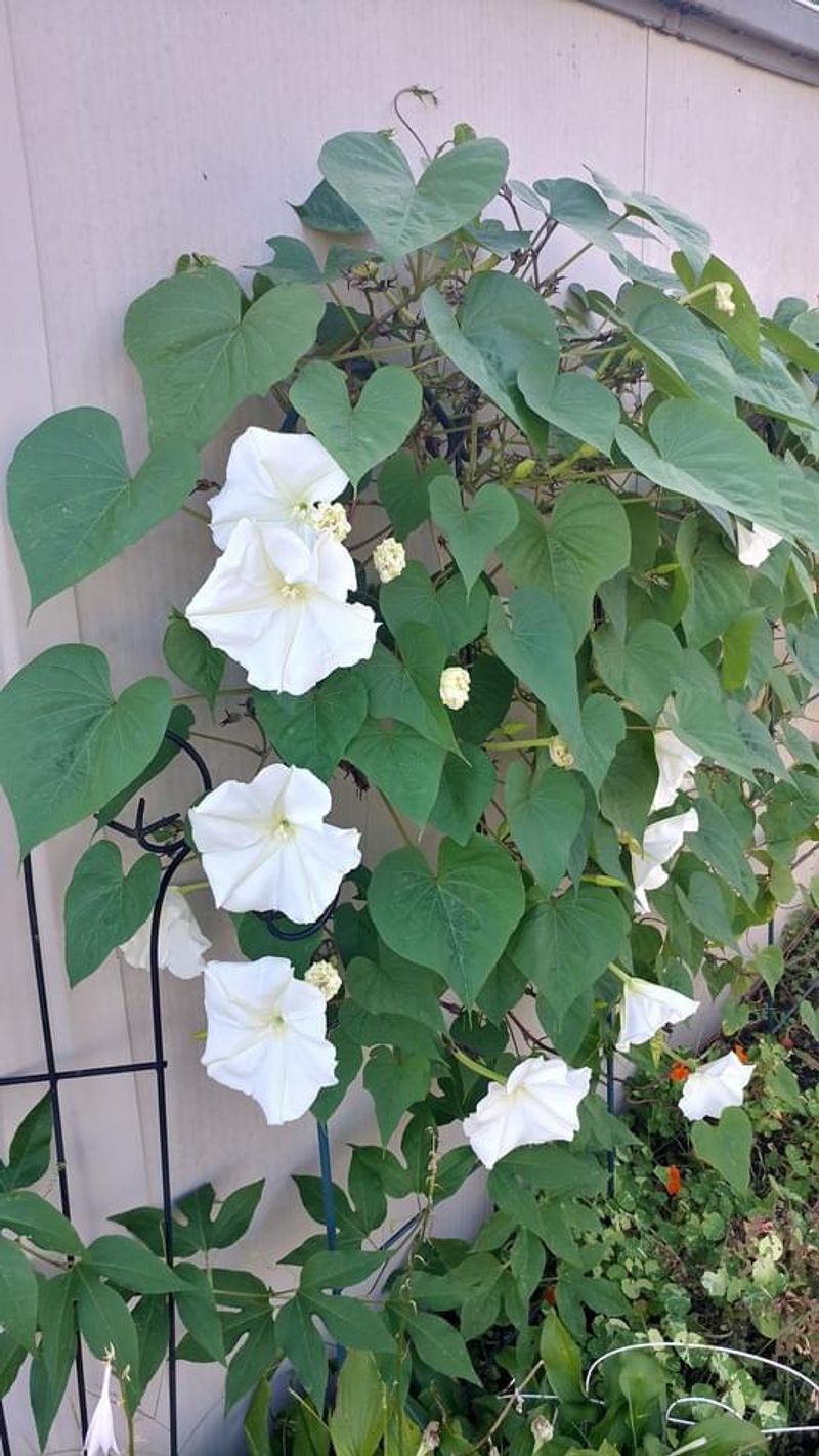 Moonflower Vines