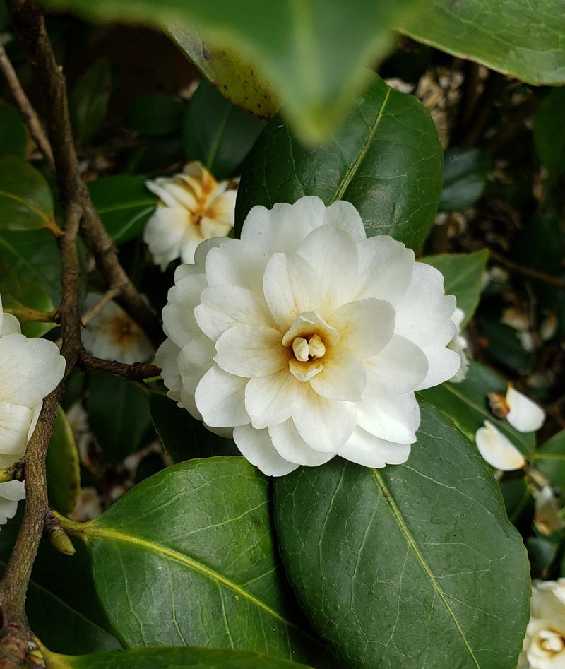 White Camellia