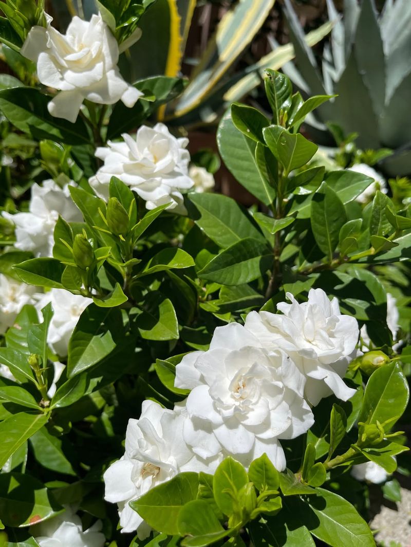 White Gardenia