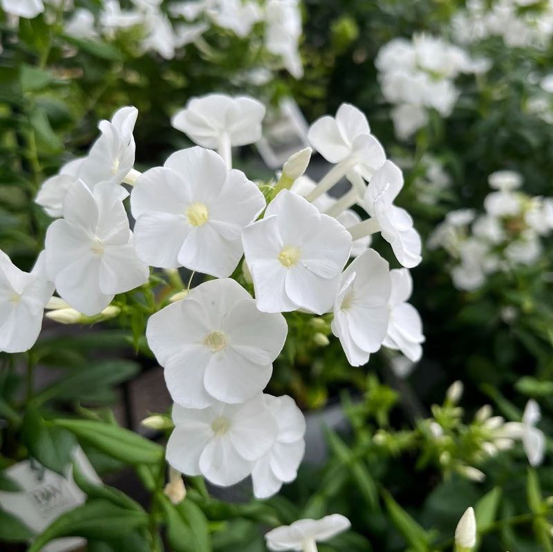 Garden Phlox