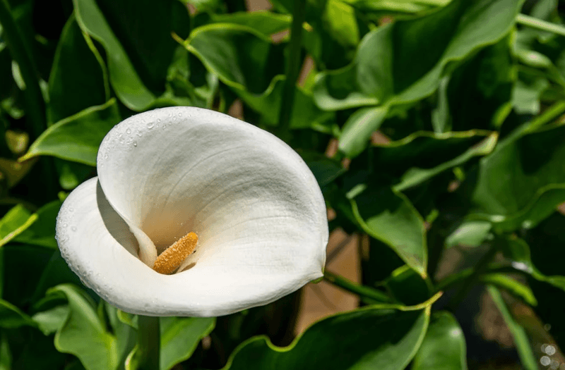 White Calla Lily