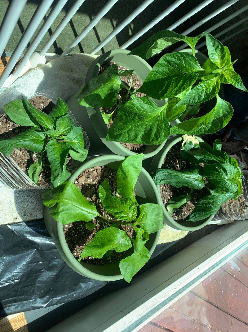 Sudden Plant Decline In Warm Weather