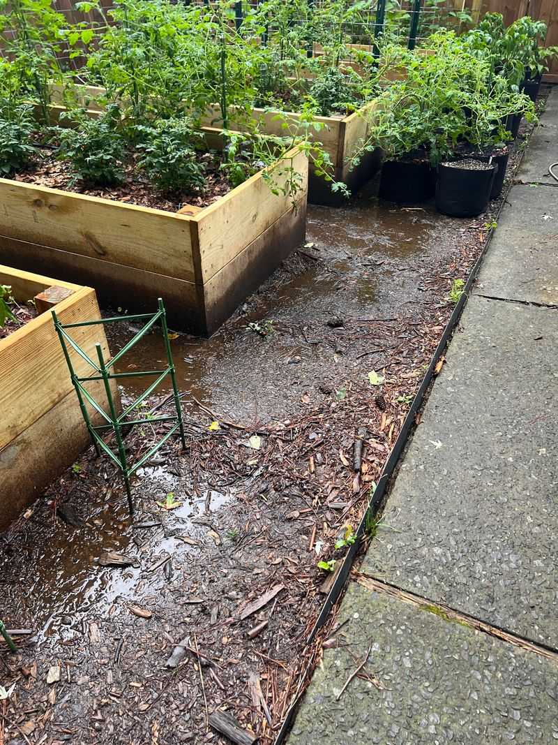 Soil That Stays Wet For Days After Watering