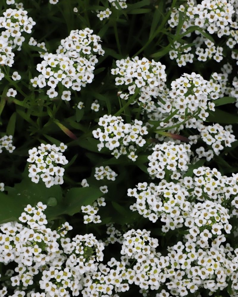 Sweet Alyssum