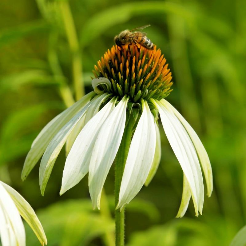 White Coneflower