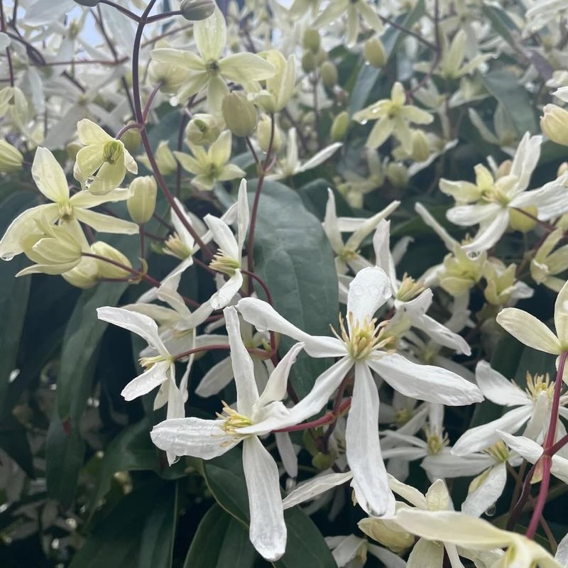 White Clematis