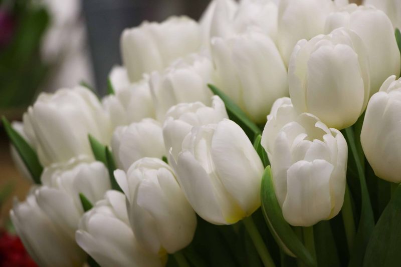 White Tulips