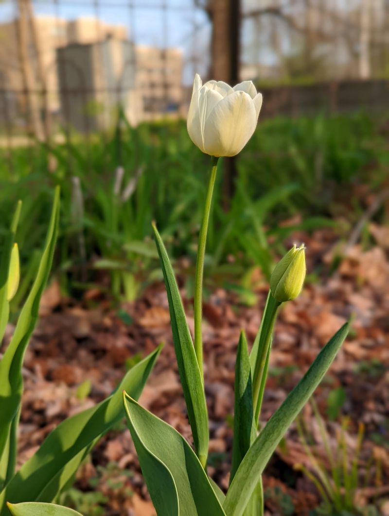 White Tulip