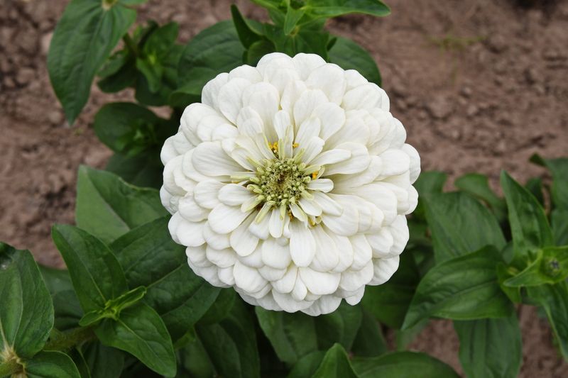 White Zinnia