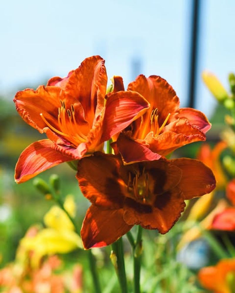 Daylilies