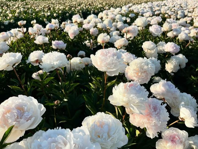 White Peonies