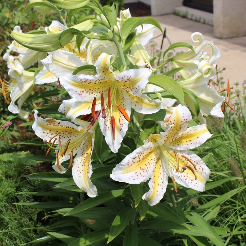 White Lilies with White Lobelia