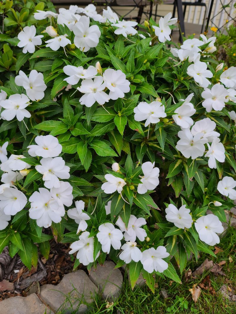 White Hydrangeas with White Impatiens