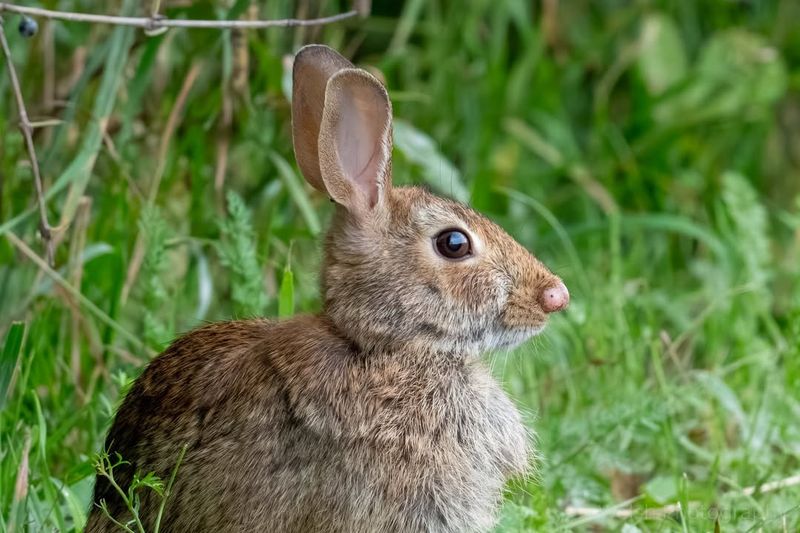 Eastern Cottontail Rabbit