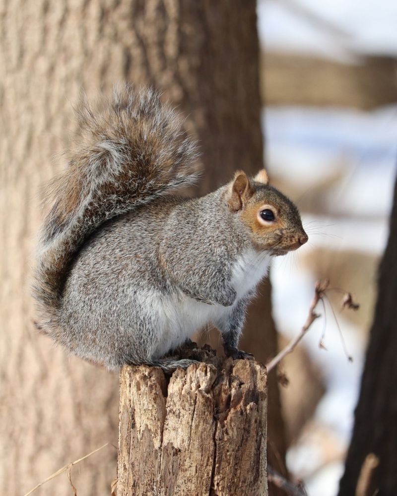 Eastern Gray Squirrel