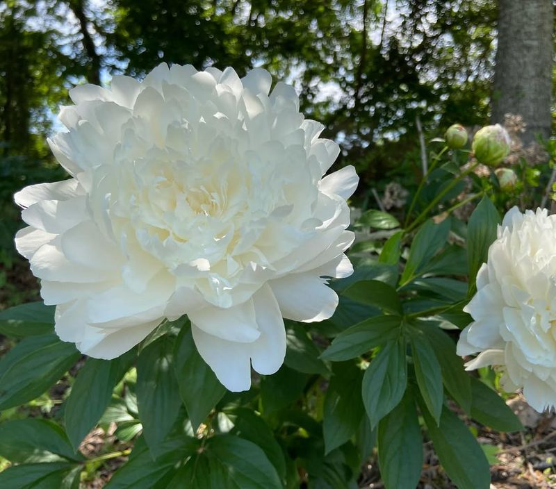 White Peony