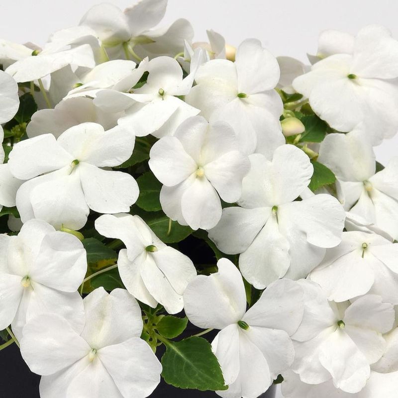 White Impatiens
