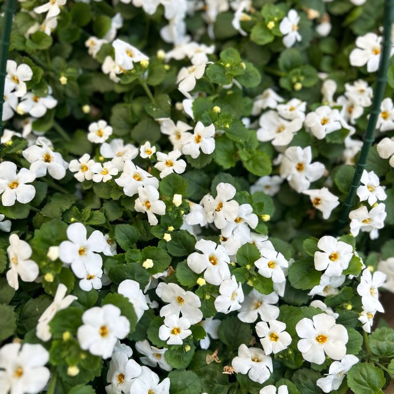 White Geraniums with White Bacopa