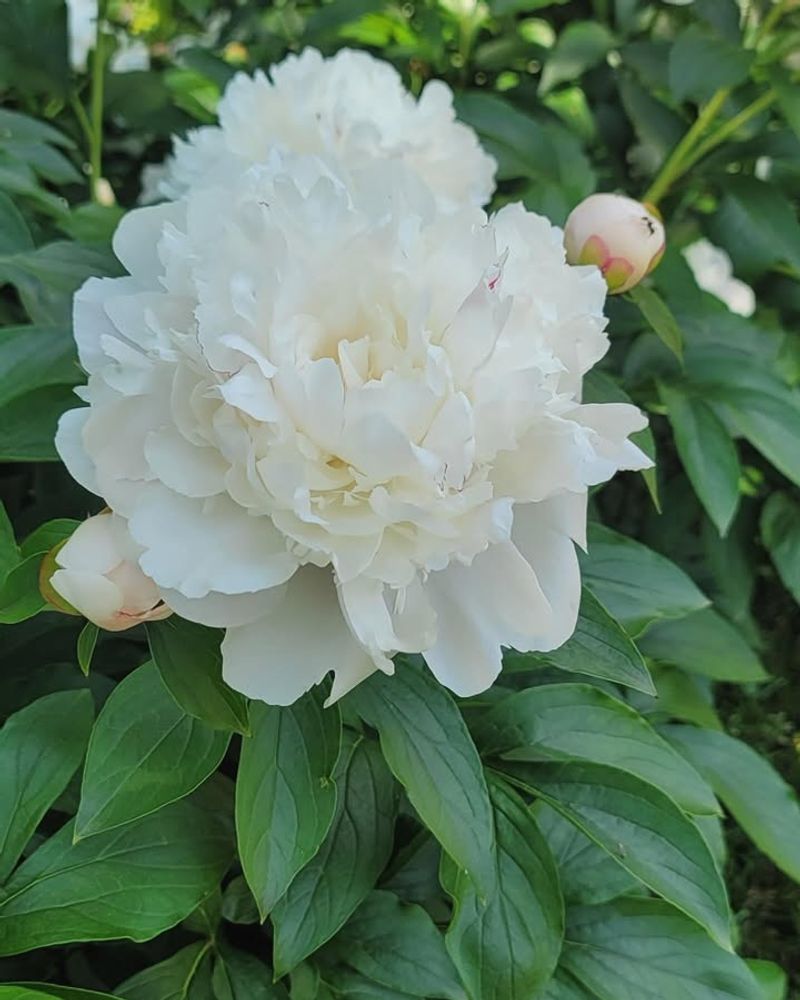 White Peonies