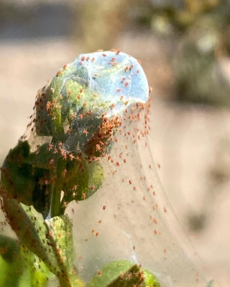 Spider Mites
