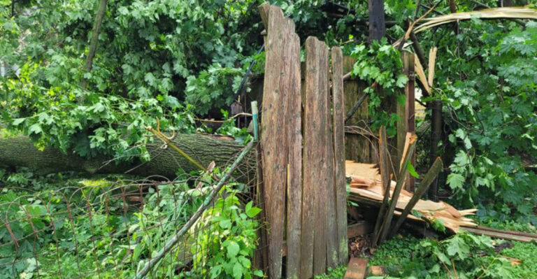 tree (featured image)