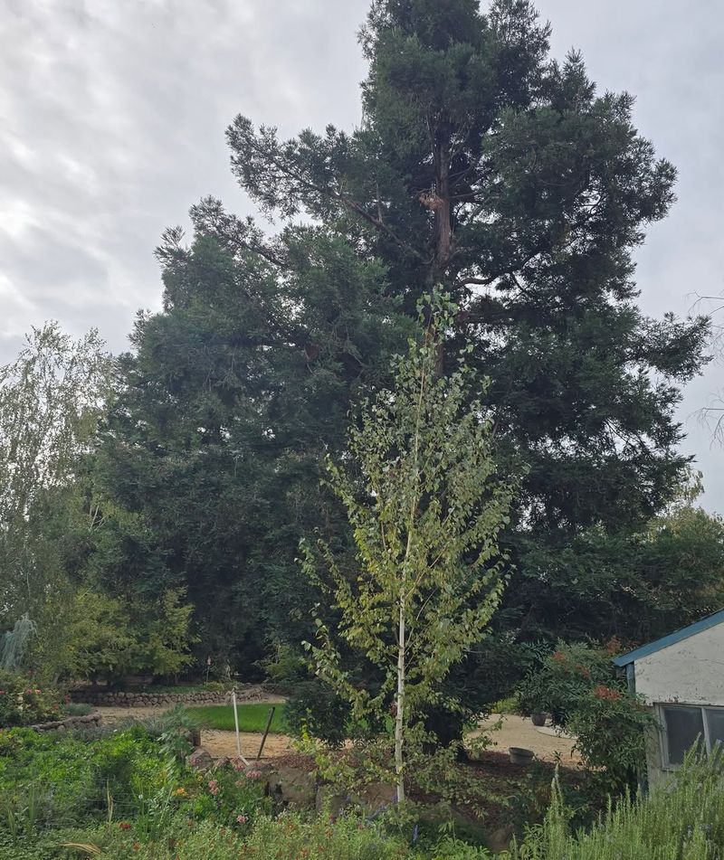 What Property Line Rules Mean For Homeowners