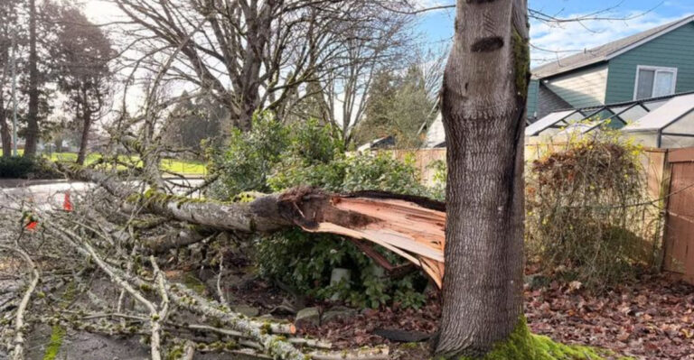 fallen tree after storm