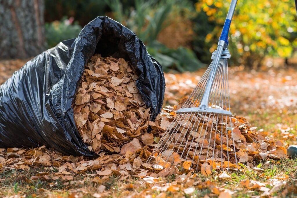 cleaning leaves in the garden