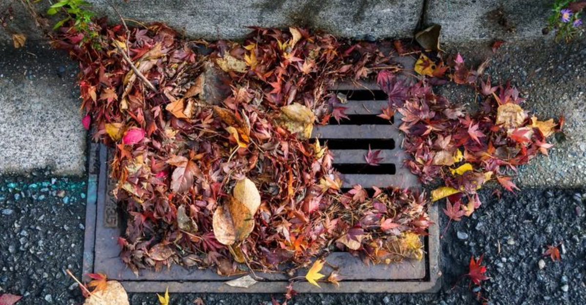 Who Has To Deal With A Neighbor&rsquo;s Fallen Leaves In Massachusetts?