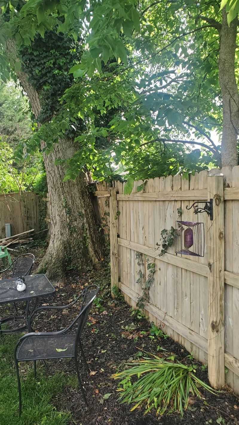 How Property Lines Affect Tree Leaf Responsibility