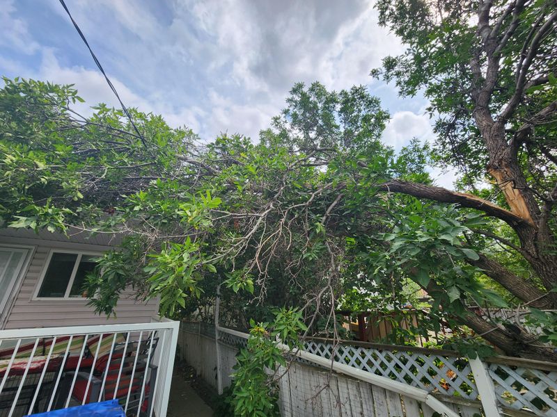 Massachusetts Law Generally Favors Tree Owners