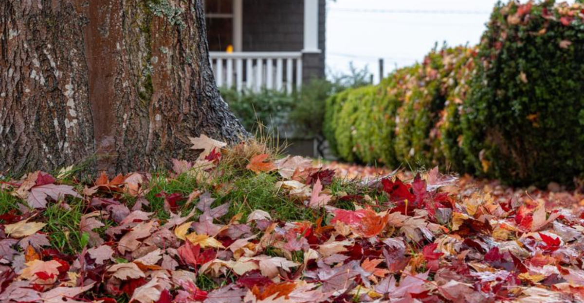 Who Is Responsible For Neighbor&rsquo;s Tree Leaves In Your Connecticut Yard