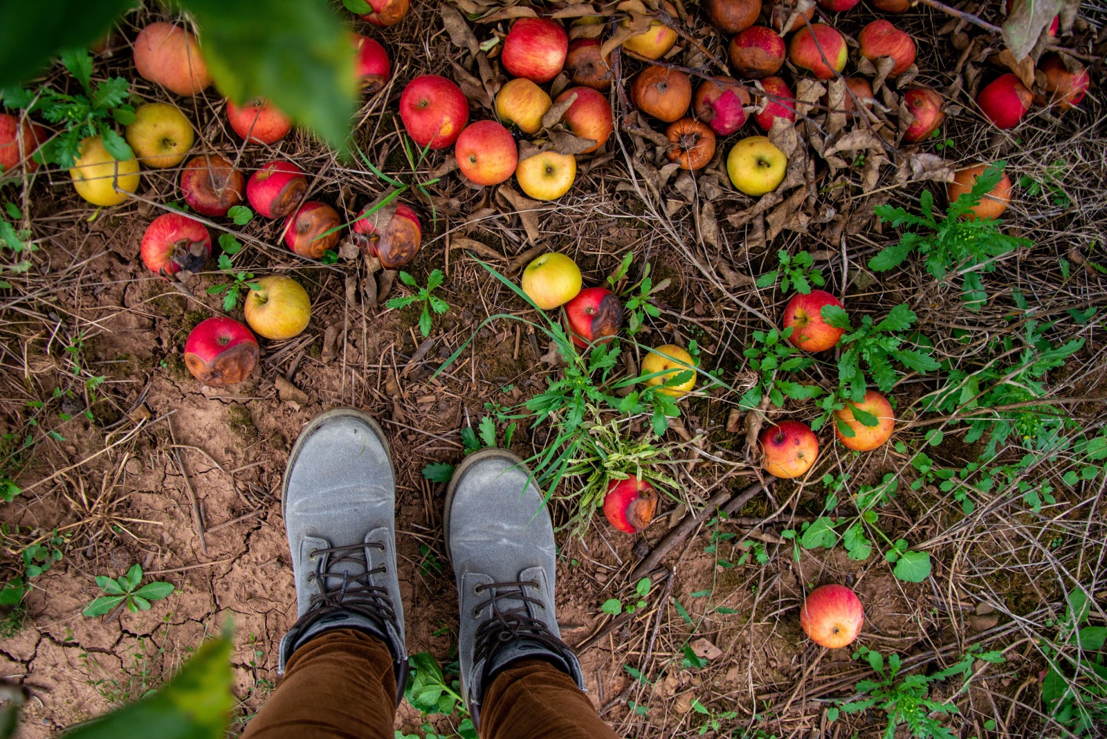 Who Is Responsible When A Neighbor’s Tree Drops Fruit Into Your Yard In Florida